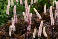 Pluskwica Prosta ATROPURPUREA