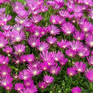 Sonnenblume  COOPERA
