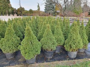 Zwerg-Spruce 40-50 cm