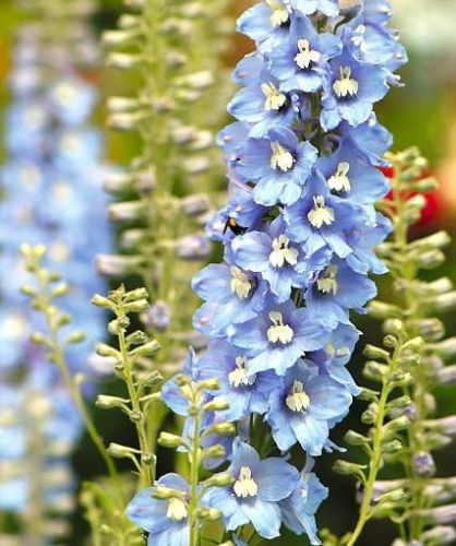 Garten-Rittersporn LIGHT BLUE WHITE BEE