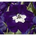 Ostróżka Wyniosła DARK BLUE WHITE BEE