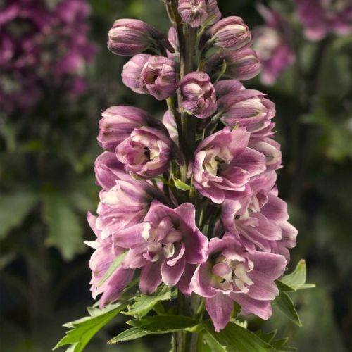 Rittersporn ROSE WHITE BEE