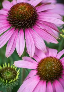 Purpur-Echinacea  PRAIRE SPLENDOR COMPACT ROSE