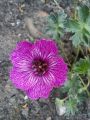 Bodziszek Popielaty PURPLE PILLOW