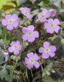 Bodziszek Plamisty ESPRESSO