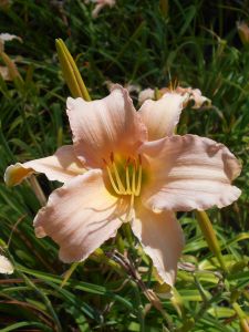 Gartenlilien  LUXURY LACE