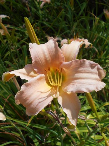 Gartenlilien  LUXURY LACE