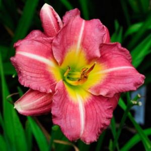 Gartenlilien MATROUSJKA
