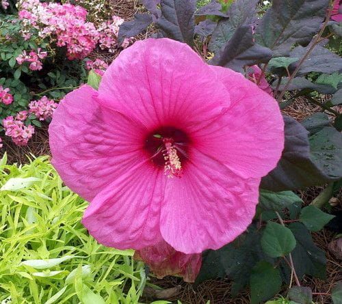 Hibiskus ROYAL GEM 