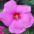 Hibiskus ROYAL GEM
