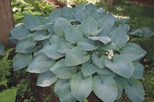 Funkie-Hosta BIG MAMA