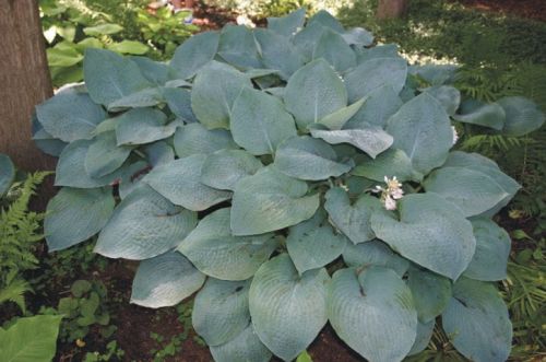 Funkie-Hosta BIG MAMA