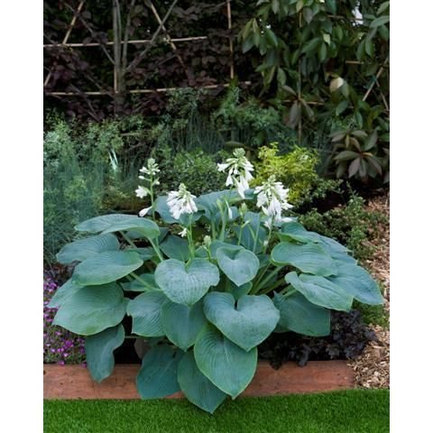 Funkie - Hosta BRESSINGHAM BLUE