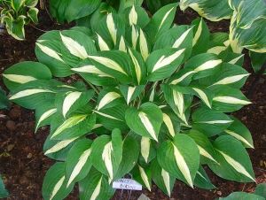 Funkie - Hosta WHITE BIKINI