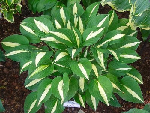 Funkie - Hosta WHITE BIKINI