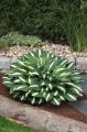 Funkia - Hosta WHITE BIKINI