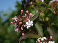 Abelia MOSAŃSKA