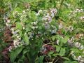 Abelia MOSAŃSKA