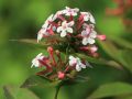 Abelia MOSAŃSKA