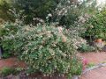 Abelia Wielkokwiatowa