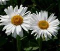 Aster Alpejski ALBUS