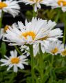 Aster Alpejski ALBUS