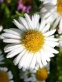 Aster Alpejski ALBUS
