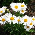 Aster Alpejski ALBUS