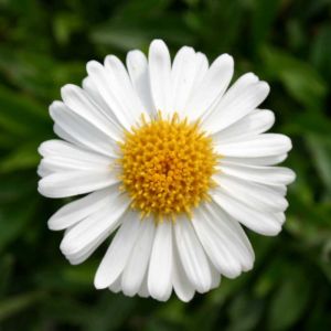 Alpenaster ALBUS