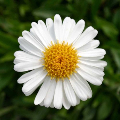 Alpenaster ALBUS