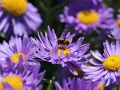 Aster Alpejski DUNKLE SHONE