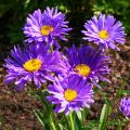 Aster Alpejski DUNKLE SHONE