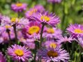Aster Alpejski HAPPY END