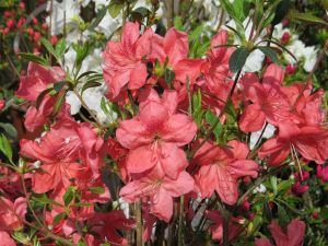 Rhododendron MORAVA