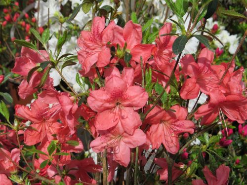 Rhododendron MORAVA