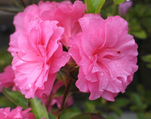 Japanische Azalee ROSEBUD