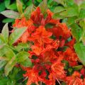 Azalia MANDARIN LIGHTS