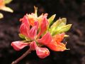 Azalia MANDARIN LIGHTS