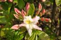 Azalia wielkokwiatowa SILVER SLIPPER