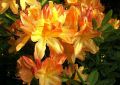 Azalia wielkokwiatowa SPEAK'S ORANGE
