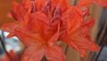 Azalia wielkokwiatowa SPEAK'S ORANGE