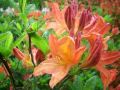 Azalia wielkokwiatowa SPEAK'S ORANGE
