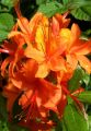 Azalia wielkokwiatowa SPEAK'S ORANGE