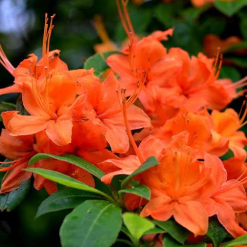 Großblütige Azalee ‘ SPEAK'S ORANGE