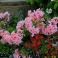 Azalia wielkokwiatowa CECILE