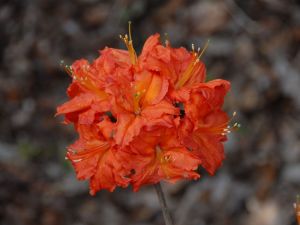 Rhododendron FIREBALL