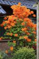 Azalia wielkokwiatowa FIREBALL