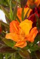 Azalia wielkokwiatowa GLOWING EMBERS