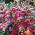 Azalia wielkokwiatowa GLOWING EMBERS