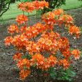 Azalia wielkokwiatowa GLOWING EMBERS
